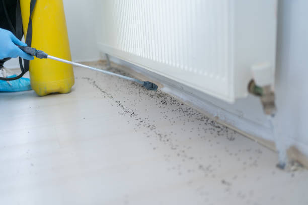 Best Emergency Pest Control  in Verona Walk, FL