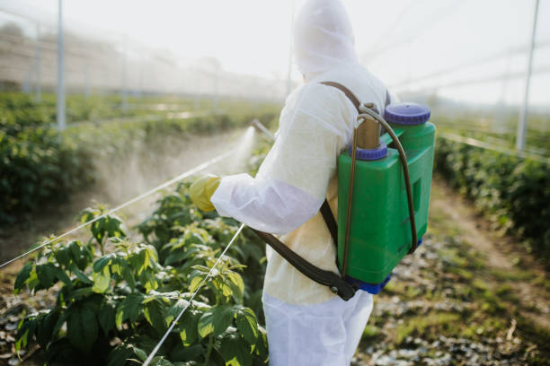 Reliable Verona Walk, FL Pest Control Solutions